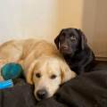 Petsitter-professionnelle--1152298-1
