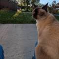 Petsitter-d'expérience-bénévole-SPA-1172107-3
