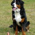 https://fr.holidog.com/ImagesPetSitters/36F17529-CFEE-4C09-81F6-A6E4F0DBBED1_square_120.jpg 30910-0