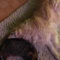 https://fr.holidog.com/ImagesPetSitters/370C1100-3C27-4F23-91C4-67EE10C1C7B0_square_120.jpg Dog-Heaven--223123-0