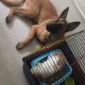 https://fr.holidog.com/ImagesPetSitters/373F4D7E-F672-4A71-94F3-325DD4328E94_square_120.jpg Petsitter--426363-2