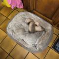 petsitter stranger