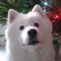 https://fr.holidog.com/ImagesPetSitters/379F784E-7AF9-4D37-A2CD-3C033A37AA7C_square_120.jpg L'amoureuse-des-chiens-262480-2