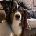 Petsitter-région-lyonnaise-1050209-0