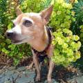 https://fr.holidog.com/ImagesPetSitters/37DAE631-8814-41E3-8F4B-E72C3BC5024E_square_120.jpg 1179063-1