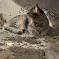 Etudiante-amoureuse-des-animaux-!!-1080168-1