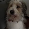 https://fr.holidog.com/ImagesPetSitters/38287D61-D689-4649-84E8-11FF0D24BF46_square_120.jpg Babysitter-pour-chien--656617-1