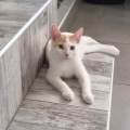 Le-paradis-de-vos-compagnons-1186481-2