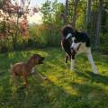https://fr.holidog.com/ImagesPetSitters/384AB440-2994-43AF-B2B5-6130694A9752_square_120.jpg Dog's-life-114627-1