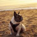 https://fr.holidog.com/ImagesPetSitters/385B1CA4-8A3B-42A2-9B14-EA5B85D3F897_square_120.jpg Shirley-Bouvet-1050415-0