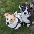 https://fr.holidog.com/ImagesPetSitters/387EBA5F-EE59-400B-9ED8-34A6EF5F7D8A_square_120.jpg -Pet-Sitter-de-Confiance--527579-1