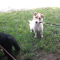 https://fr.holidog.com/ImagesPetSitters/38B0E836-A191-42B9-98F6-8B3570C2BE09_square_120.jpg La-Petsitter-rêvée-!-150299-3