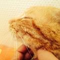https://fr.holidog.com/ImagesPetSitters/39B39998-6520-41BA-8BD5-12CA799B1B4A_square_120.jpg Passion-animal-72013-1