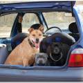 https://fr.holidog.com/ImagesPetSitters/39E11F7B-738B-4348-9B26-1BCF935EEB75_square_120.jpg La-compagnie-des-V.I.P-300963-2