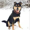 https://fr.holidog.com/ImagesPetSitters/3A13C576-C058-40F6-88FB-C932BE8280E9_square_120.jpg 698319-0