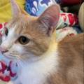 https://fr.holidog.com/ImagesPetSitters/3A63C1B1-0035-48A5-9DBF-09E72D50788A_square_120.jpg La-nounou-préférée-de-vos-chats-🐾-1114851-1