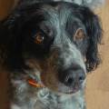 Garde-et-balades-d’animaux-🐶🐱-1148600-2