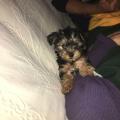 https://fr.holidog.com/ImagesPetSitters/3A7C2891-E002-455B-A5B3-C0AF36F13F92_square_120.jpg Une-passionnée-des-chiens-267468-2