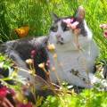 https://fr.holidog.com/ImagesPetSitters/3A881357-142D-4F31-93F3-1F18E0581614_square_120.jpg Garde-à-domicile-de-vos-animaux--325670-2