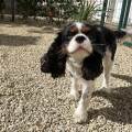 https://fr.holidog.com/ImagesPetSitters/3A95DAC4-6C16-4A66-90CF-3BE8782542E4_square_120.jpg Nathan,-Pet-Sitter-passionné!-1111073-2