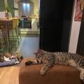 Passionnée-des-animaux-1076604-1