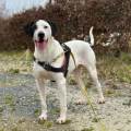 https://fr.holidog.com/ImagesPetSitters/3AEA6466-8BB9-45DB-9458-11B43F2AB80A_square_120.jpg Le-paradis-des-loulou--1069481-1