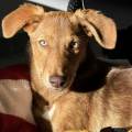 https://fr.holidog.com/ImagesPetSitters/3B3E08CA-6461-49DC-9C0B-F7E742F6850C_square_120.jpg 1110110-3