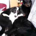 https://fr.holidog.com/ImagesPetSitters/3B3EAA05-E478-421C-9B2C-A0E913D7CD6A_square_120.jpg 63573-0
