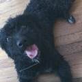 https://fr.holidog.com/ImagesPetSitters/3B77004F-FC53-472D-9EAE-0D0A33885733_square_120.jpg Pet-sitter-à-votre-disposition-!--325688-3