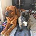 https://fr.holidog.com/ImagesPetSitters/3B8B980D-7DD8-4200-BF9A-CB03B625CB60_square_120.jpg La-casa-des-animaux-398824-1