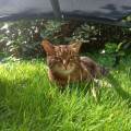 https://fr.holidog.com/ImagesPetSitters/3BC5D978-524B-42FB-9DE5-932ADBEEA883_square_120.jpg Pet-sitter-sérieuse--1157534-1