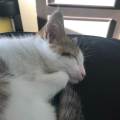 Grande-amoureuse-des-animaux-1161670-0