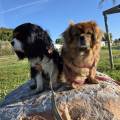 https://fr.holidog.com/ImagesPetSitters/3E01BF4E-F760-4088-BE5B-A84DC6C2B5A8_square_120.jpg DAMIDO-PETSITTER-78-1053211-1
