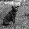 https://fr.holidog.com/ImagesPetSitters/3E42A0F8-BF6C-41E5-99DF-66222BB3456A_square_120.jpg --11884-0