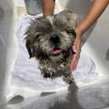 https://fr.holidog.com/ImagesPetSitters/3E70B58C-AD15-49CA-8688-83E8F982DCC5_square_120.jpg La-passionnée-des-animaux-:)-1099016-3