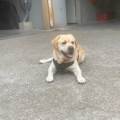 Le-paradis-des-chiens--1080691-0