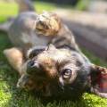 https://fr.holidog.com/ImagesPetSitters/3E9F4713-2D76-49D1-84CB-16869BE50178_square_120.jpg 1188600-1