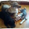 https://fr.holidog.com/ImagesPetSitters/3ED038B1-E36F-4C8A-9B65-32C4A284BE89_square_120.jpg Tifeduc-405356-0