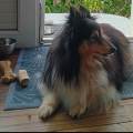 https://fr.holidog.com/ImagesPetSitters/3ED2343D-D3CC-4510-9D28-D2A1A6D476DD_square_120.jpg Bonjour-!-1040264-0