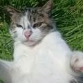 Pet-sitter-tarascon-sur-Ariège--1158984-0