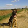 https://fr.holidog.com/ImagesPetSitters/3F0D15DB-C50C-41FB-B716-794CEE9A9203_square_120.jpg gardes-et-compagnie-57262-1