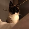 https://fr.holidog.com/ImagesPetSitters/3F2CF6AC-0C48-42D8-8124-90CFD3E4FE10_square_120.jpg L'AMOUR-DES-ANIMAUX-557409-2