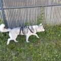 Promeneur-et-garde-d'animaux.-1180332-3