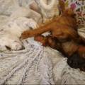 Betty-&-les-renards-curieux-1150892-3