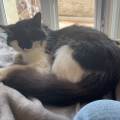 Des-vacances-aussi-pour-vos-animaux-553305-1