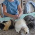petsitter stranger