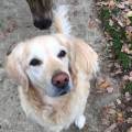 https://fr.holidog.com/ImagesPetSitters/40C0493D-77E6-4267-9E10-5BB0FDF95955_square_120.jpg Dog-Heaven--223123-1
