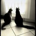 https://fr.holidog.com/ImagesPetSitters/412B15B9-4CEC-4866-88B9-555FB982BA1D_square_120.jpg 136287-2