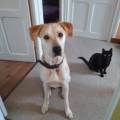 https://fr.holidog.com/ImagesPetSitters/41B7C798-2887-4682-BA5C-AB65B03EB3BB_square_120.jpg Breizh-doggy-cat-333209-3