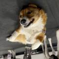 https://fr.holidog.com/ImagesPetSitters/41D14FA7-2A1B-42D3-A0AE-92792D2F6A32_square_120.jpg -WaggyTime-🐾-1103826-3